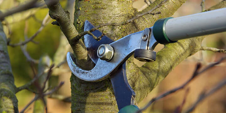 Astschere schneidet obstbaum 1000x500